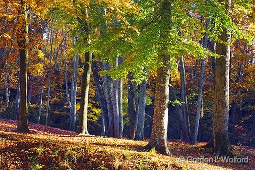 Autumn Trees_24805.jpg - Photographed along the Natchez Trace Parkway in Tennessee, USA.